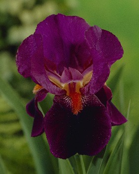 Iris germanica Amsterdam 205,3. 3..jpg