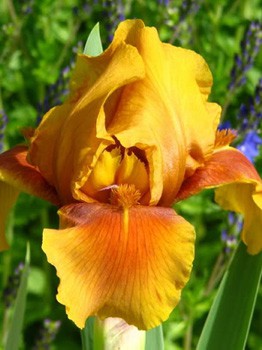 Iris germanica Apache Warrior  205,3. 3..jpg