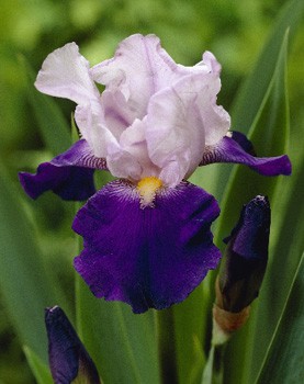 Iris germanica Arpege 205,3. 3..jpg