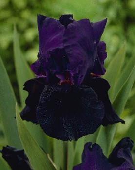 Iris germanica Black Tafetta 205,3. 3..jpg