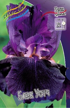 Iris germanica Black Watch 205,3. 3..jpg