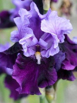 Iris germanica Bluebird Wine 205,3. 3..jpg