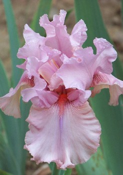 Iris germanica Blushing Pink 205,3. 3..jpg