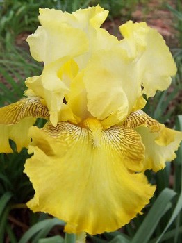 Iris germanica Buckwheat 205,3. 3..jpg