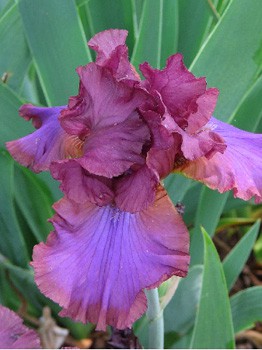 Iris germanica Cantina 205,3. 3..jpg