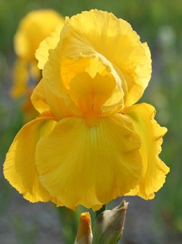 Iris germanica Caroline Gold 205,3. 3..jpg