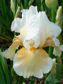 Iris germanica Coral Chalice 205,3. 3..jpg