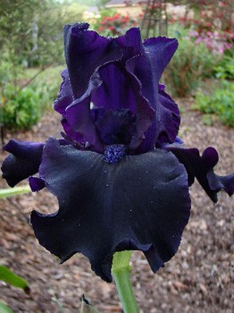 Iris germanica Darkness 205,3. 3..jpg