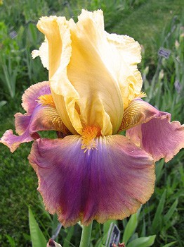 Iris germanica Distant Chimes 205,3. 3..jpg