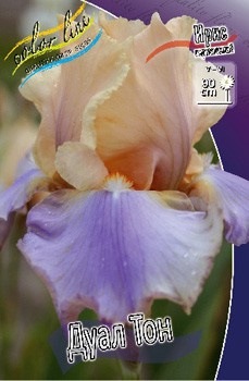 Iris germanica Dual Tone 205,3. 3..jpg