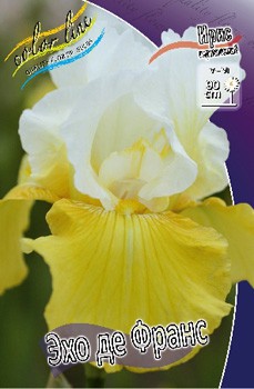 Iris germanica Echo De France 205,3. 3..jpg