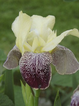 Iris germanica Flaming Dragon 205,3. 3..jpg