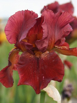 Iris germanica Fort Apache 205,3. 3..jpg