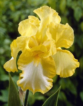 Iris germanica Fringe of Gold 205,3. 3..jpg