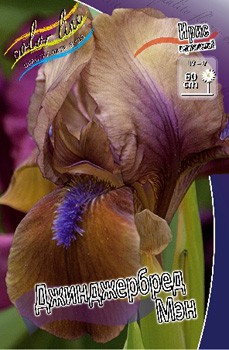 Iris germanica Gingerbread Man 205,3. 3..jpg