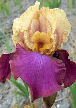 Iris germanica Gala Madrid 205,3. 3..jpg