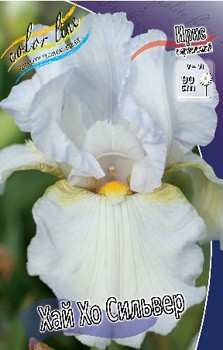 Iris germanica High Ho Silver 230,10. 3..jpg