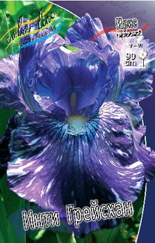 Iris germanica Inty Greyshum 205,3. 3..jpg