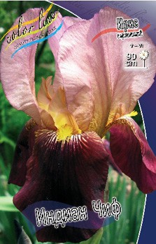 Iris germanica Indian Chief 205,3. 3..jpg