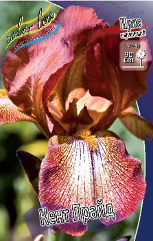 Iris germanica Kent Pride 205,3. 3..jpg