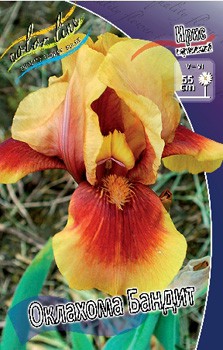 Iris germanica Oklahoma Bandit 205,3. 3..jpg