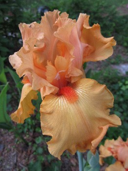 Iris germanica Orange Harvest 205,3. 3..jpg