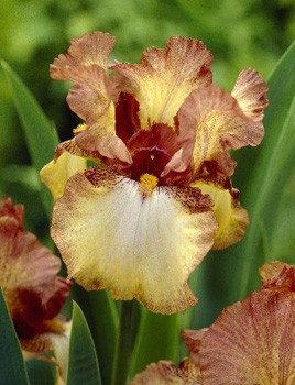 Iris germanica Patina 205,3. 3..jpg