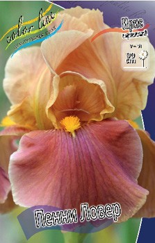 Iris germanica Penny Lover 205,3. 3..jpg