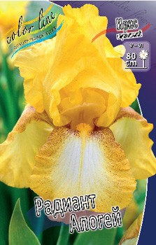 Iris germanica Radiant Apogee 205,3. 3..jpg