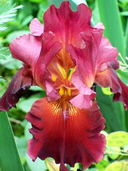 Iris germanica Samurai Warrior 205,3. 3..jpg