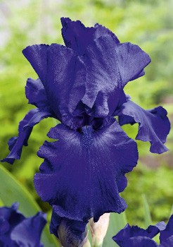 Iris germanica Royal Touch 205,3. 3..jpg