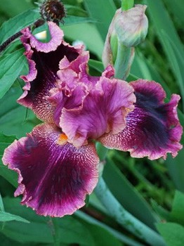 Iris germanica Spin Off 205,3. 3..jpg