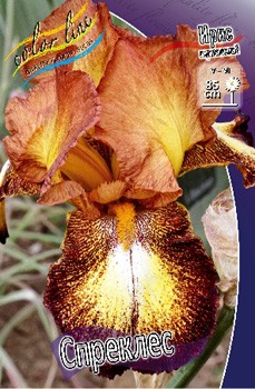 Iris germanica Spreckles 230,10.  3.jpg