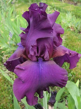 Iris germanica Sultry Mood 230,10. 3.jpg