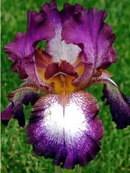 Iris germanica Tennison Ridge 205,3. 3..jpg