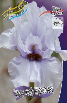 Iris germanica Touch Of Bronze 205,3. 3..jpg