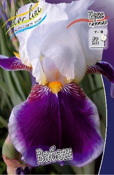 Iris germanica Wabash 205,3. 3..jpg