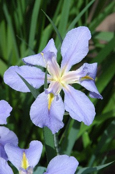 Iris louisiana Sea Wisp 190.  3..jpg