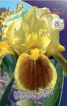 Iris pumila Meadowcourt 154,3.  3..jpg