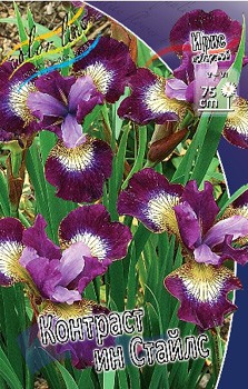 Iris sibirica Contrast In Styles 186,4.  3.jpg