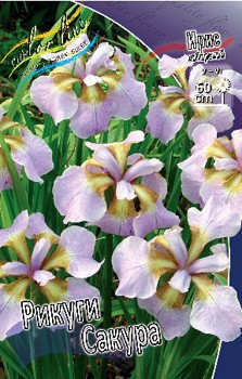 Iris sibirica Rikugi Sakura 139,00.  3.jpg