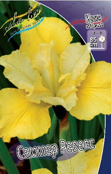 Iris sibirica Summer Revels 186,4.  3.jpg