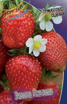 Fragaria Senga Gigana 5 .  113,5 ..jpg