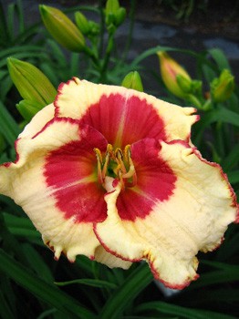 Hemerocallis Ageless Beauty 193,7.  2..jpg