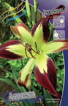 Hemerocallis Applique 187,6.  1 ..jpg