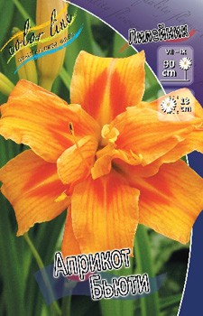 Hemerocallis Apricot Beauty 412,3.  3 ..jpg