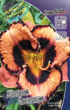 Hemerocallis Awesome Blossom 278,7 .  2 ..jpg