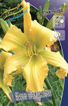 Hemerocallis Ben Bachman 303.  2 ..jpg