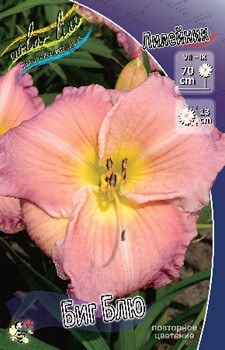 Hemerocallis Big Blue 357,6.  3 ..jpg