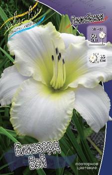 Hemerocallis Blizzard Bay 254,4.  2 ..jpg